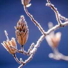 winter-598631_1280.jpg
