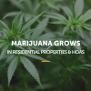 marijuana_grows.png